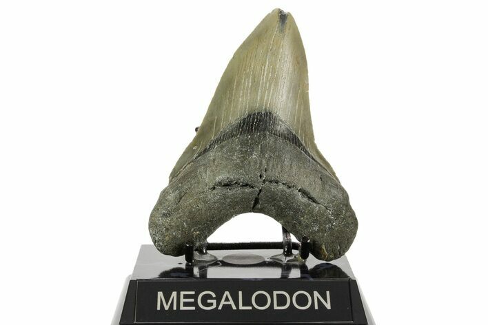 Serrated, Fossil Megalodon Tooth - North Carolina #367919